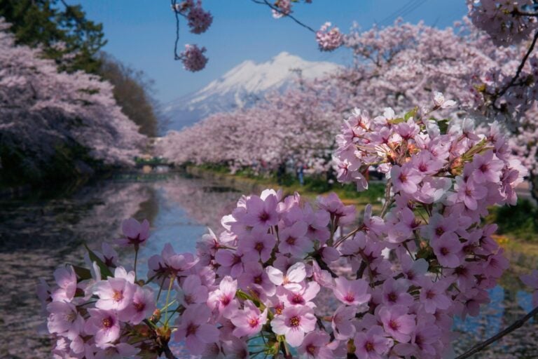 Paisaje japonés primaveral con cerezos en flor (sakura) y una montaña nevada al fondo