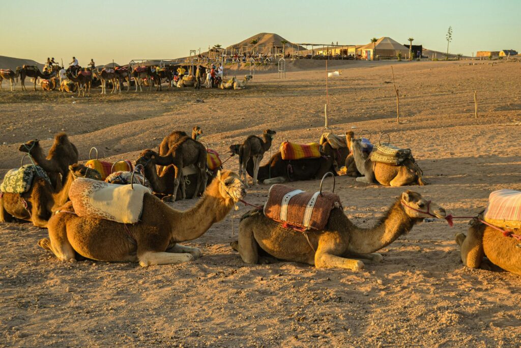 Camellos en el Desierto de Afagay en Marrakech