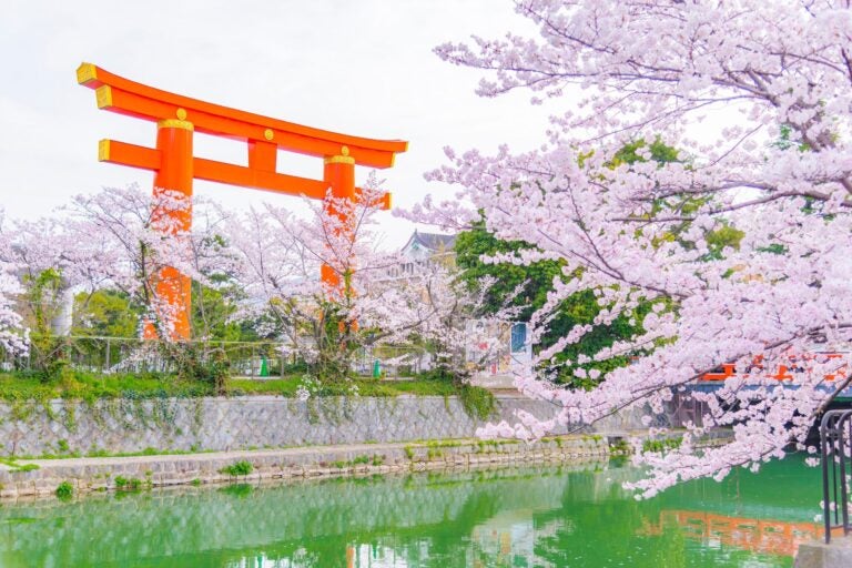 Un paisaje japonés con un torii naranja tradicional y cerezos en flor.