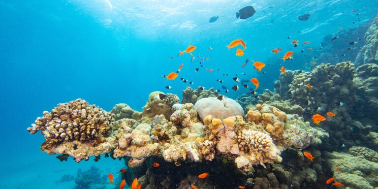 Arrecife de coral en Marsa Alam
