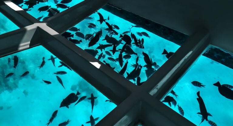 Barco con fondo de cristal por el mar Rojo
