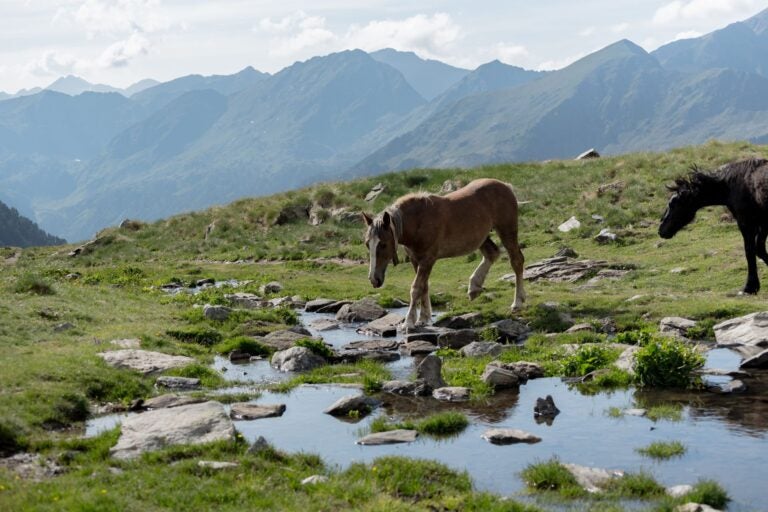 Caballos en libertad en los Pirineos andorranos.