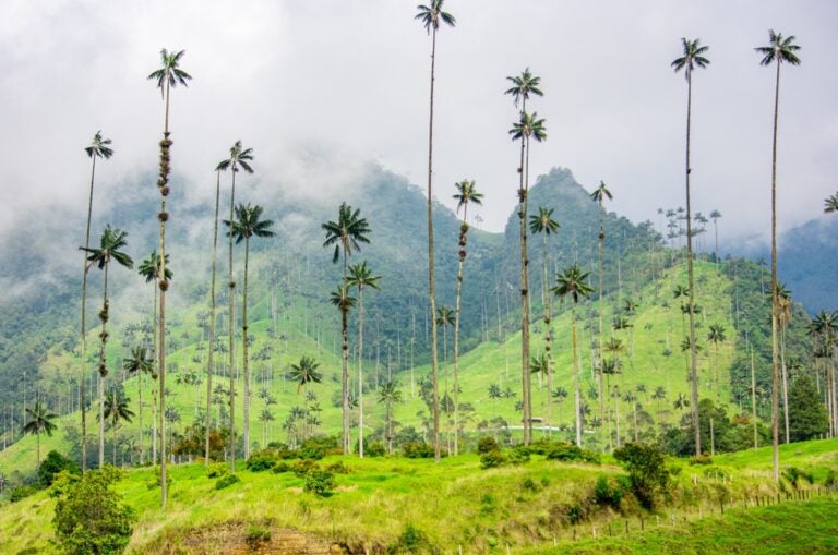 Bosque de Palmas del Valle del Cocora