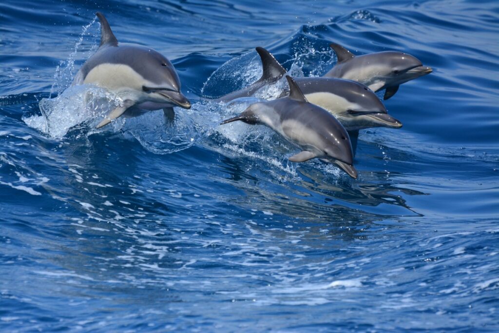 A través de un tour guiado en barco es posible ver delfines
