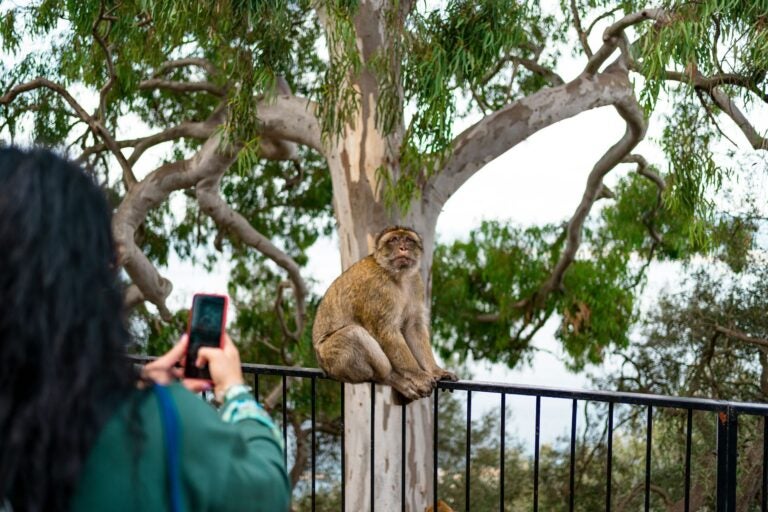 Monos de Gibraltar en su hábitat natural.