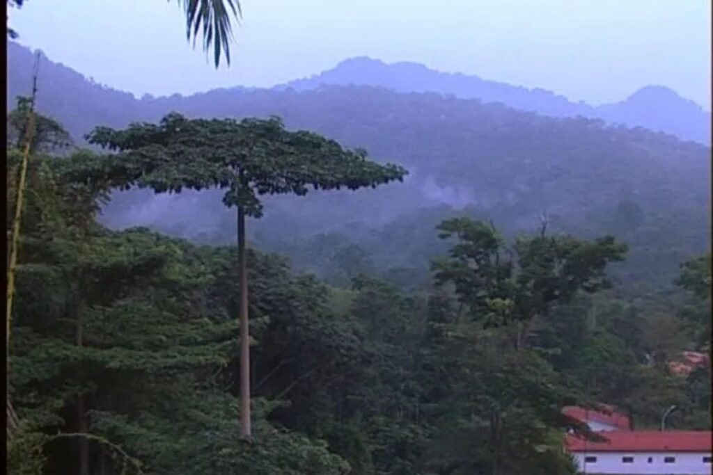 Paisaje de montañas brumosas en Guinea Ecuatorial con exuberante vegetación verde y un árbol alto con copa plana.