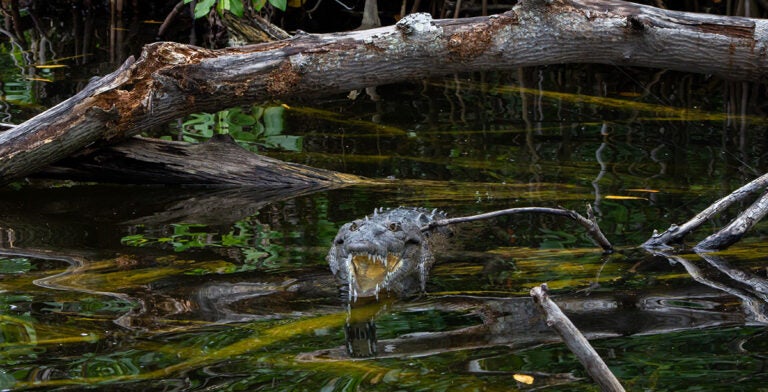 Cocodrilo americano en Black River, Jamaica