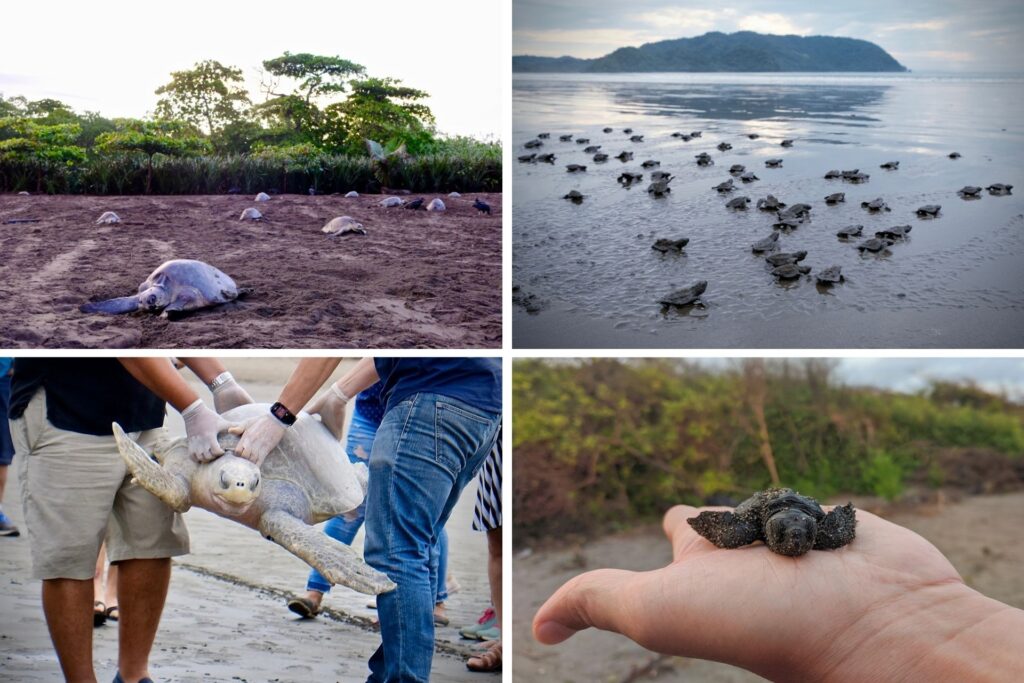 Voluntariado en Costa Rica sobre el cuidado de las tortugas marinas
