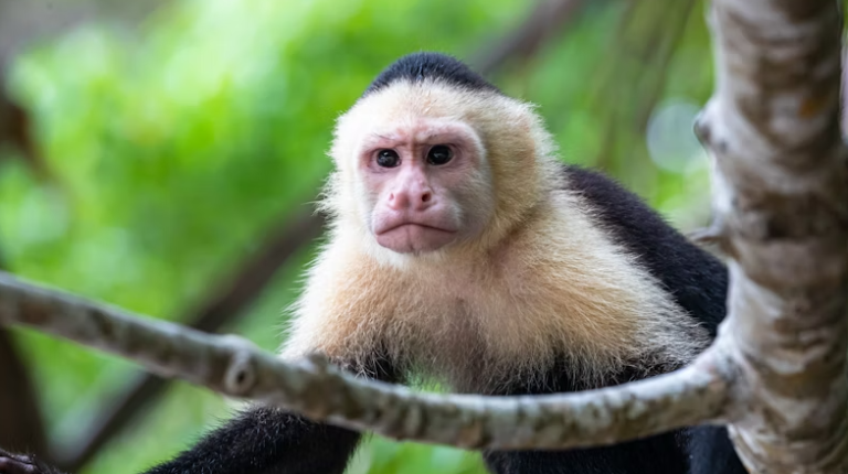 Mono capuchino de Costa Rica