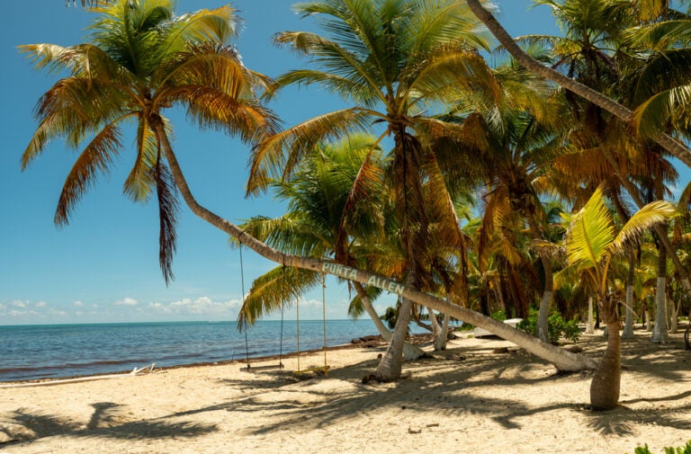 Palmera tropical con columpios colgantes en playa tropical cerca de Punta Allen, Tulum en México.