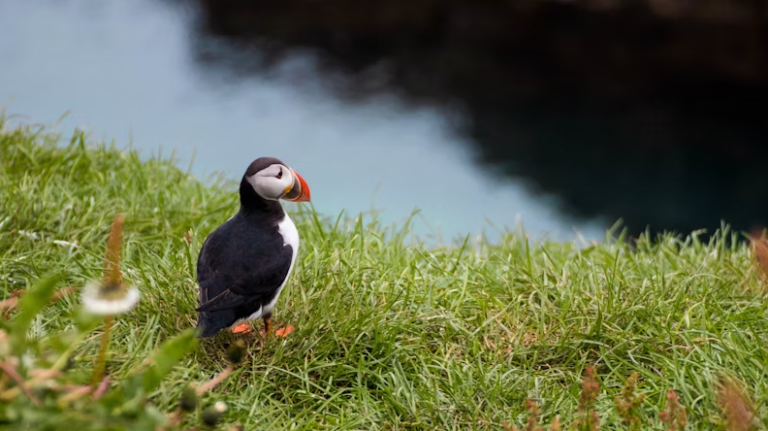 Qué ver en Islandia: Frailecillos