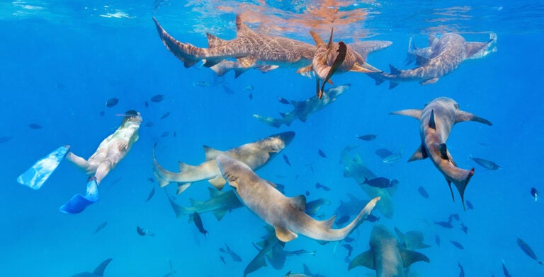 Buceo con tiburones nodriza en Maldivas