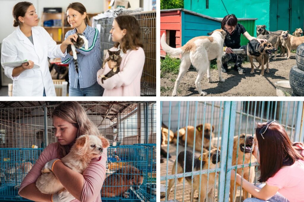 Varias imágenes con personas cuidando a perros y gatos en un refugio.