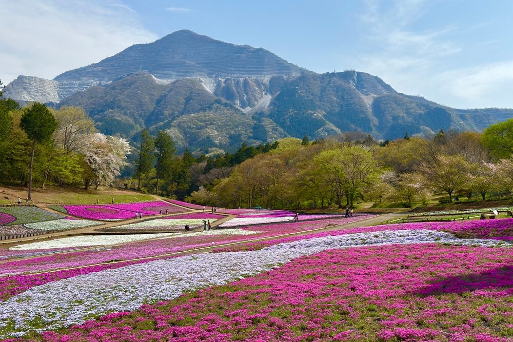 Parque Hitsujiyama con flores shibazakura
