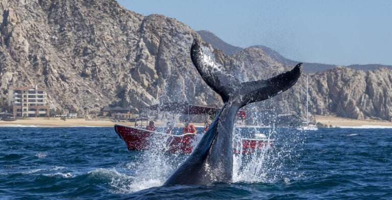 Avistamiento de ballenas jorobadas en Cabo San Lucas