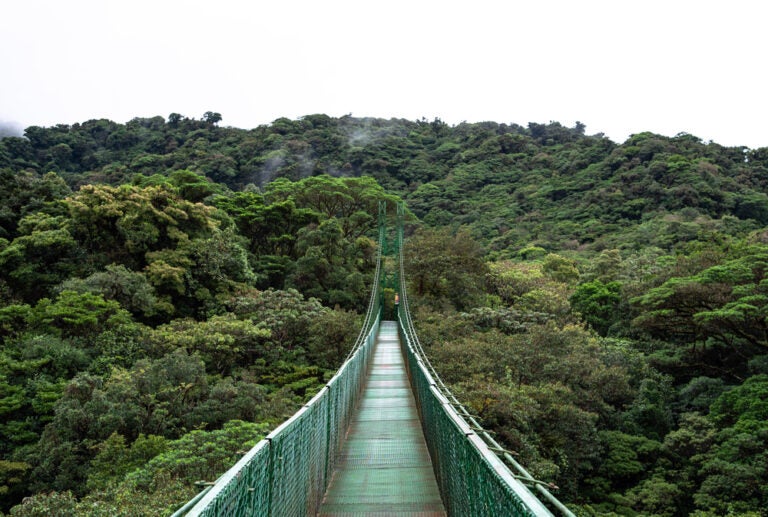 Qué hacer en Costa Rica: Visitar el bosque nuboso de Monteverde