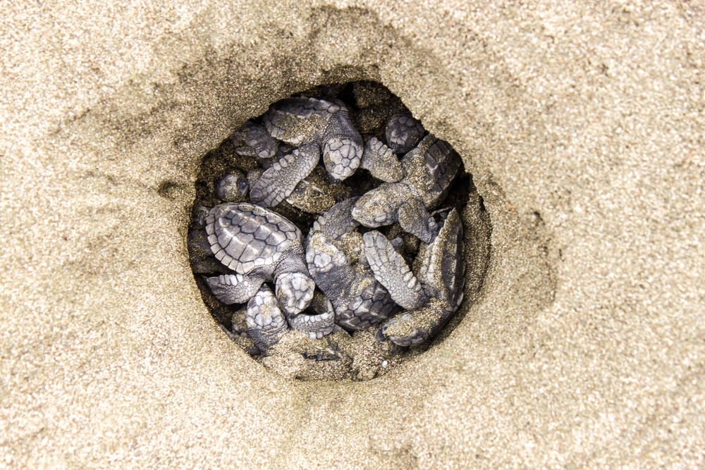 Qué hacer en Costa Rica: ver el desove de tortugas en el parque nacional Tortuguero.