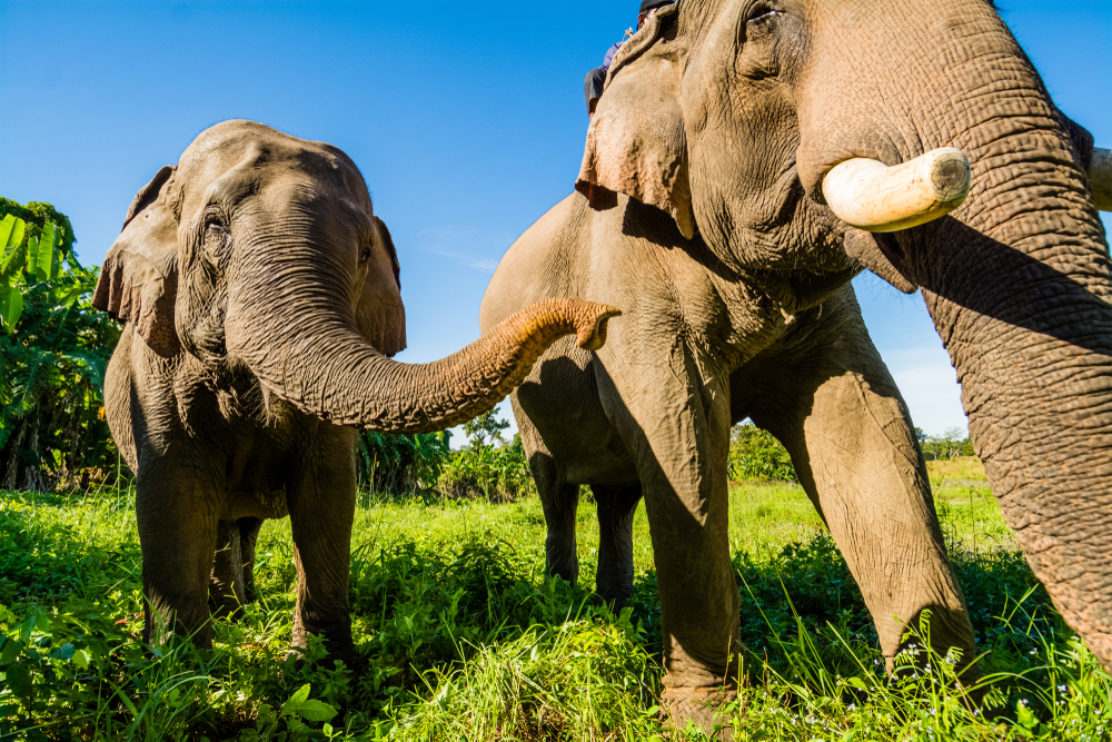 Elefantes en Mondulkiri