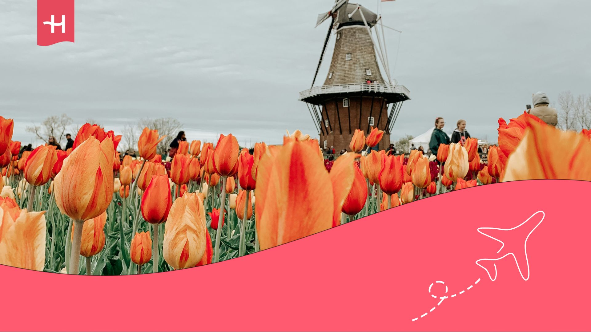 Campo de tulipanes con un molino en Holanda.