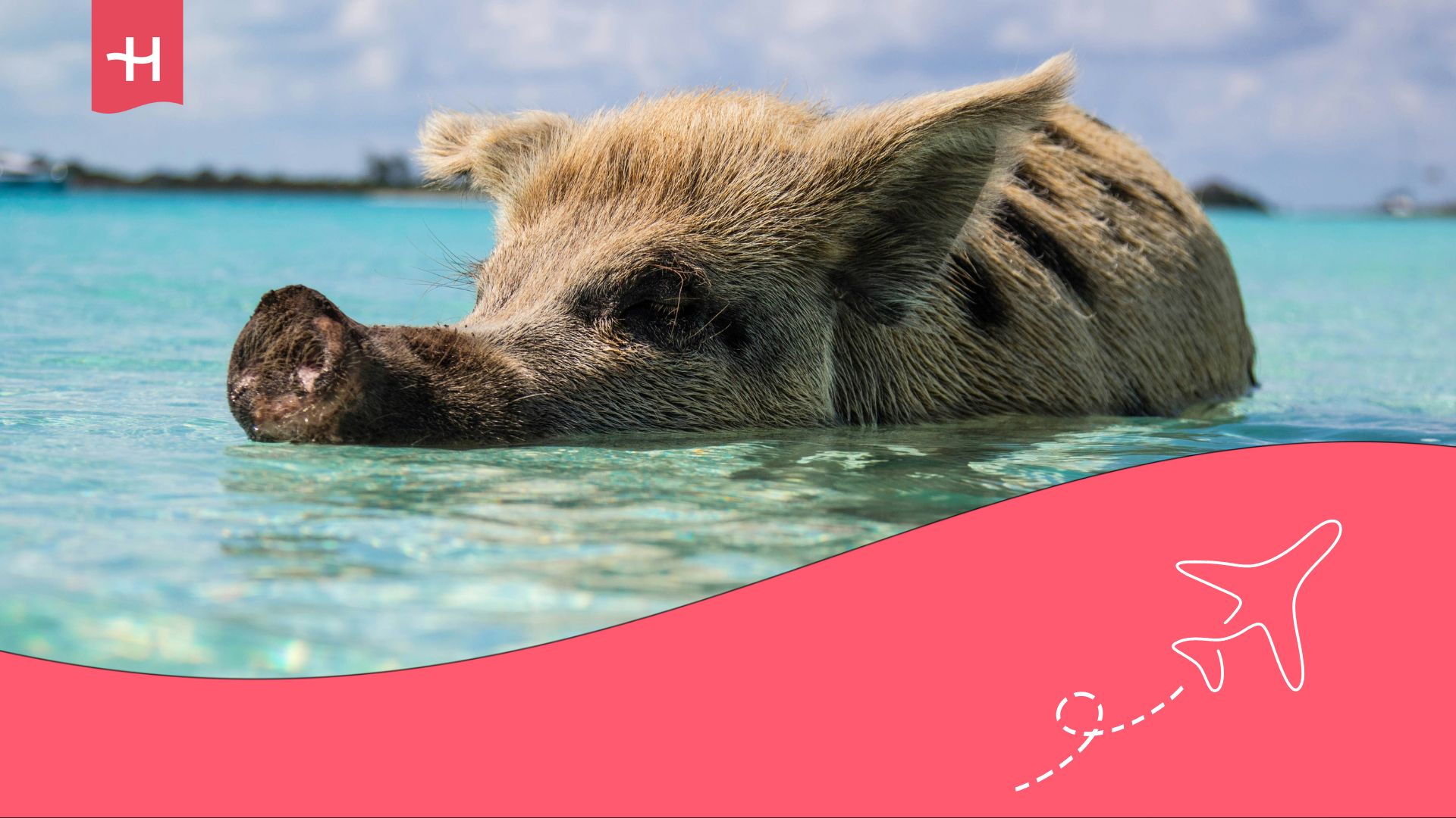 requisitos para viajar a las bahamas desde colombia, isla de los cerditos
