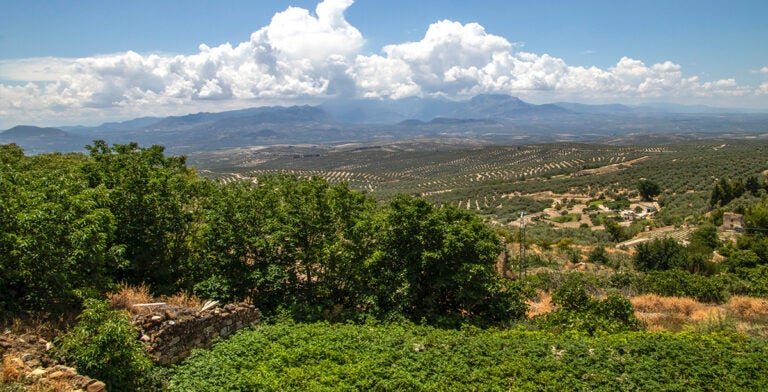 Vista de olivares y campo en Baeza