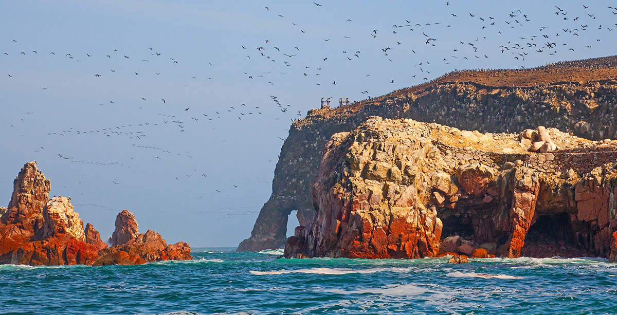 Aves en la reserva nacional de Paracas