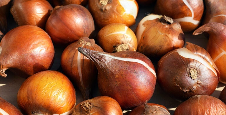 Bulbos de tulipanes para cultivar