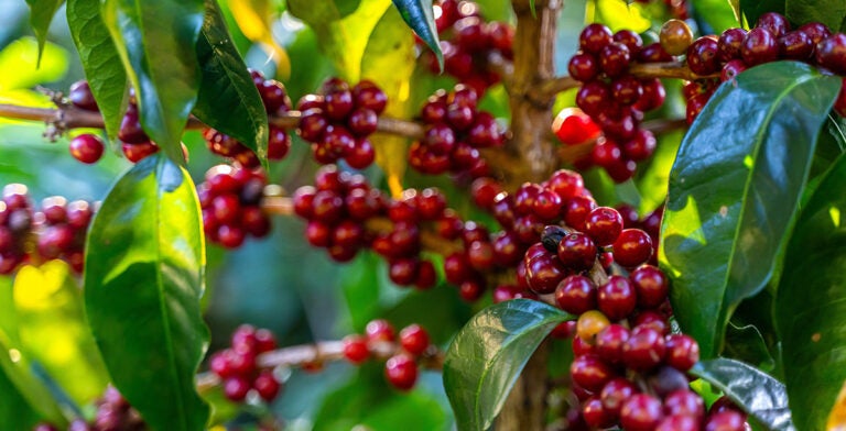 Cosecha de habas de café rojo premium en Costa Rica