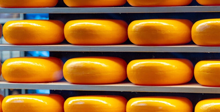 Queso holandés Gouda