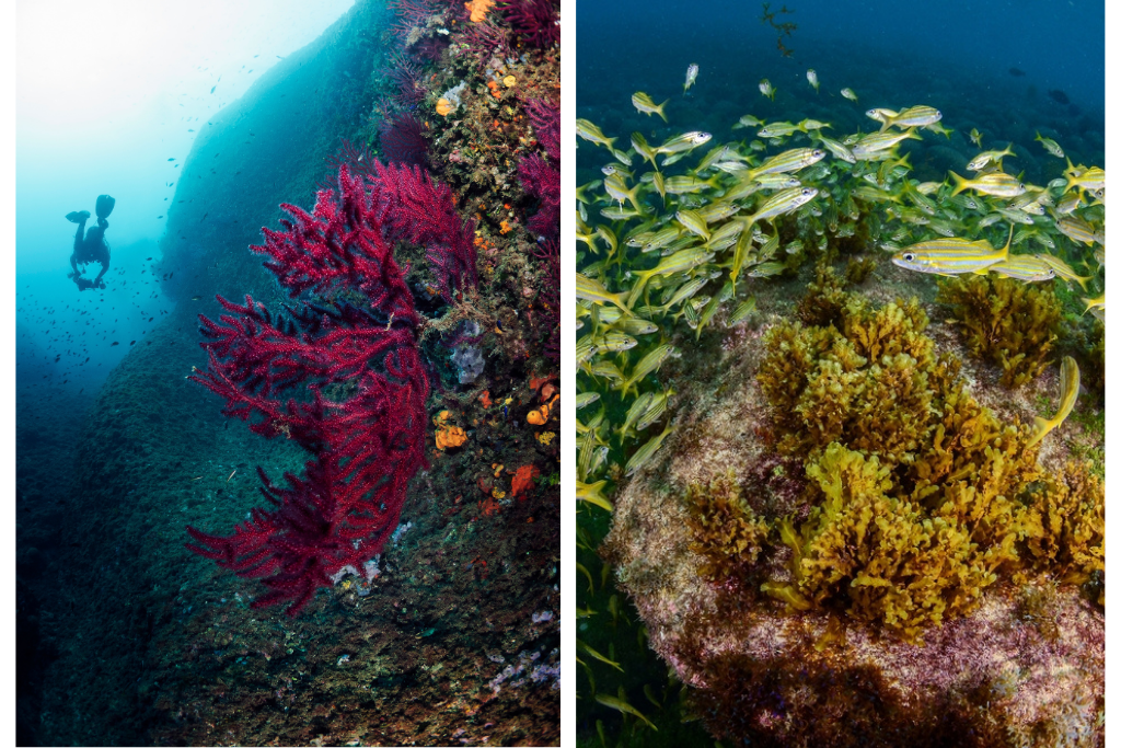 imagen de un buceador sumergido cerca a un coral y de un cardumen de peces en Brasil