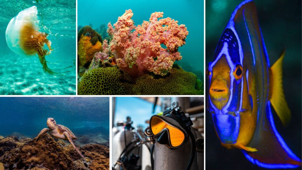 escuelas de buceo en arraial do cabo