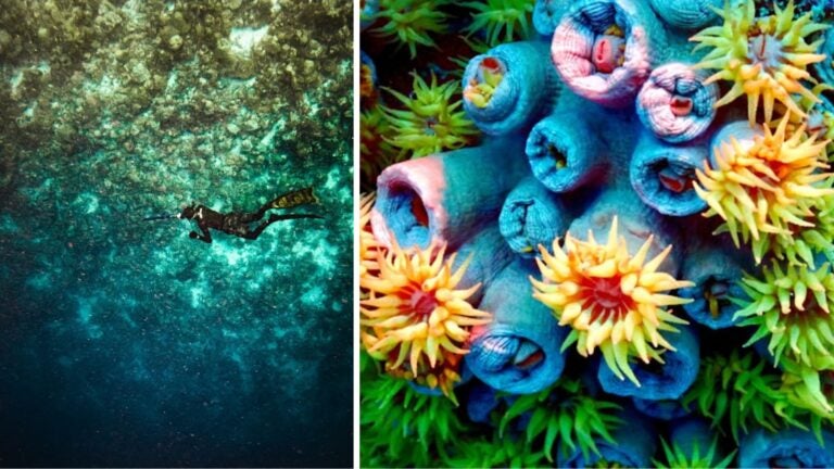 puntos de buceo en buzios