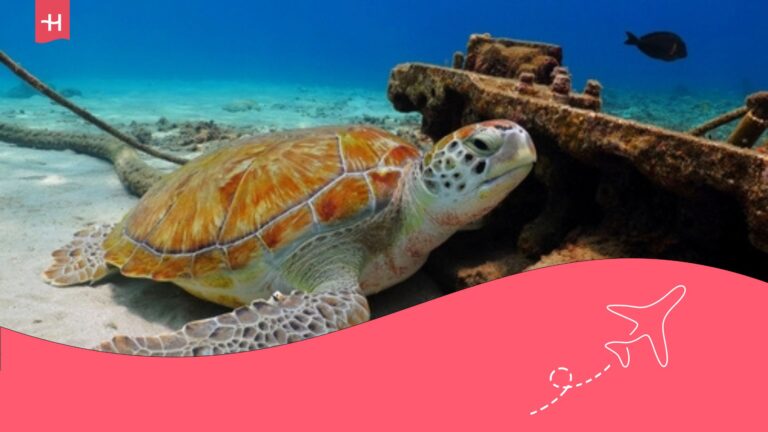 guía de buceo en bombinhas