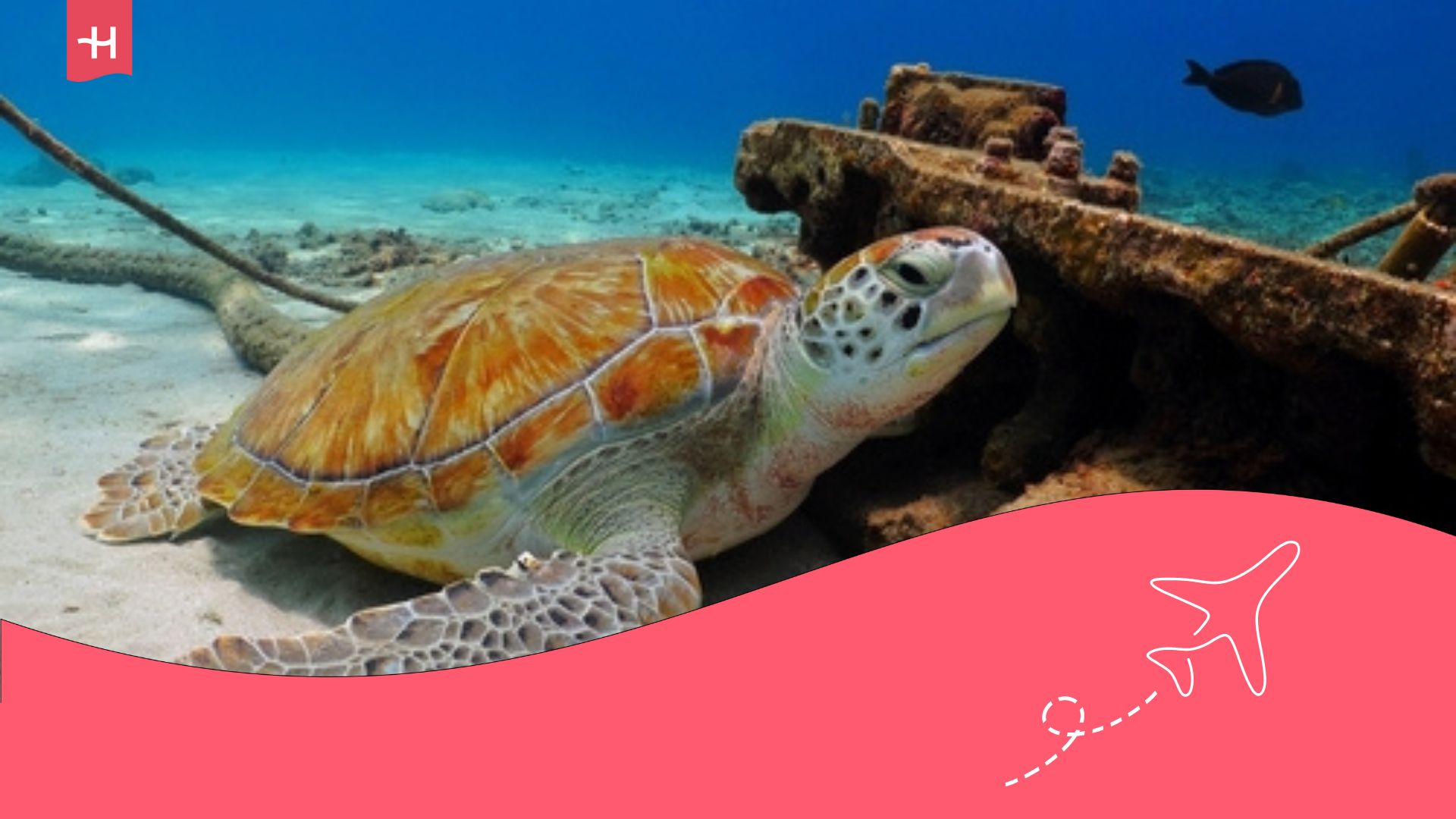 guía de buceo en bombinhas