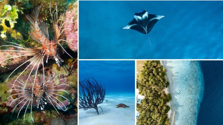 buceo en maldivas, mejores inmersiones