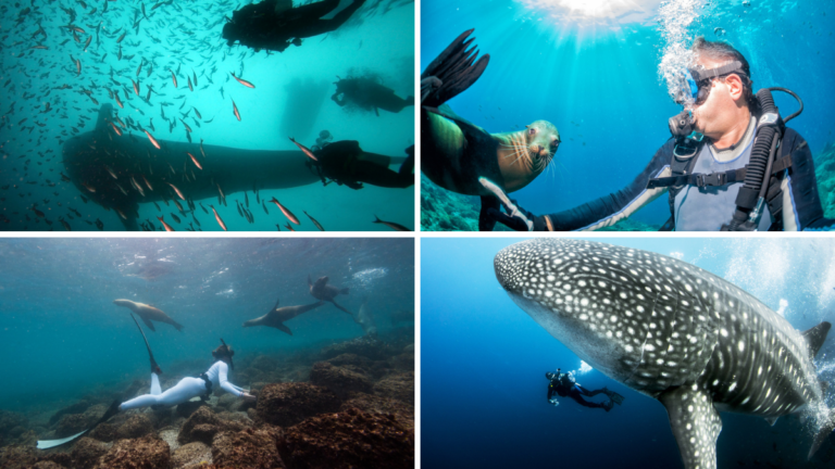 Buzos nadando junto tiburones ballena, lobos marinos y otras especies animales en Galápagos.