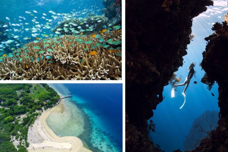 Menjagan Island en Bali y su vida marina