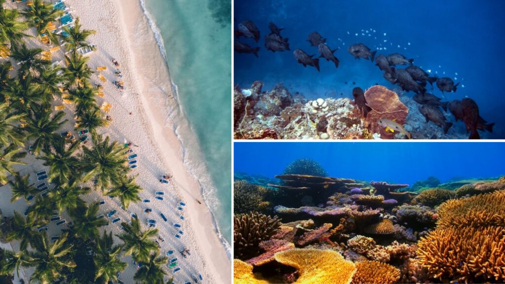 escuelas de buceo en bayahíbe escuelas de buceo en bayahíbe