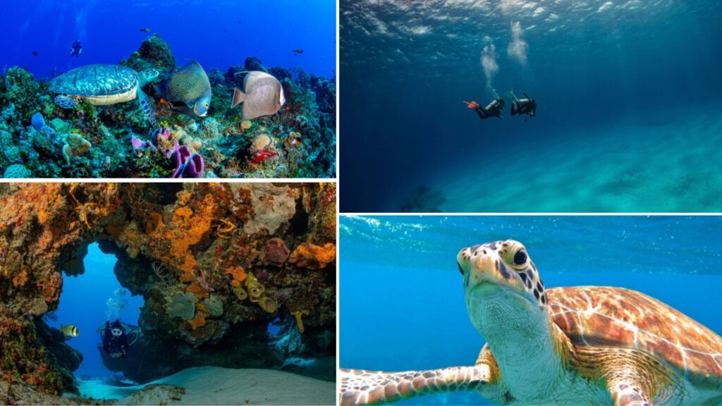 escuelas y centros de buceo en cozumel escuelas y centros de buceo en cozumel