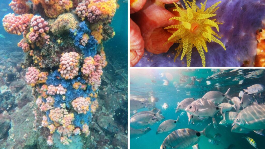 guía de buceo en angra dos reis