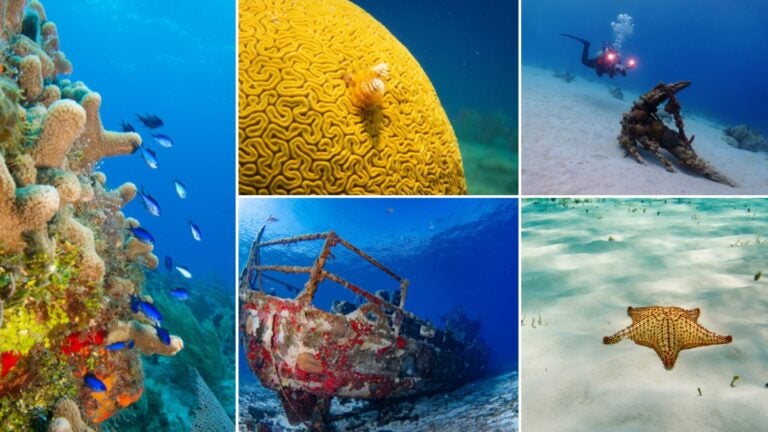 los mejores puntos de buceo en cozumel los mejores puntos de buceo en cozumel