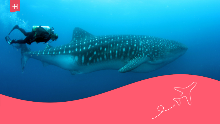 Hombre haciendo buceo junto a un tiburón ballena en Galápagos.