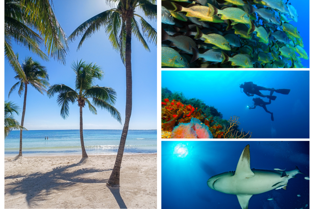 Imágenes que representan los que es bucear en playas del Carmen. (playa, tiburón y buceo)