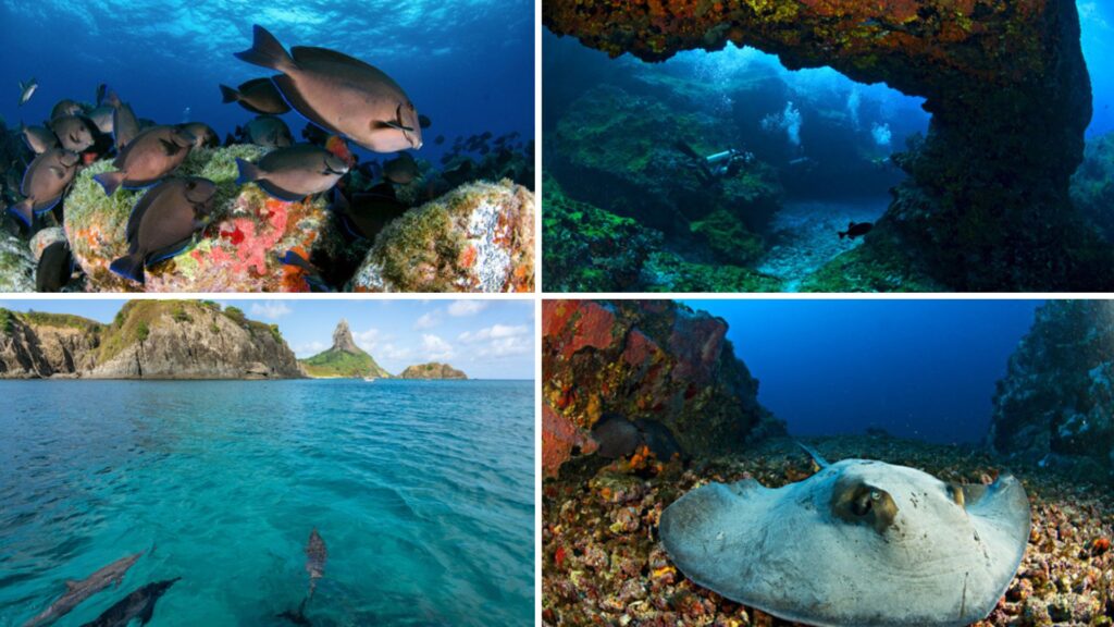 mejores inmersiones en fernando de noronha