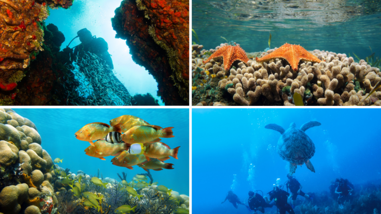 Arrecifes de coral, tortugas y peces que se pueden ver haciendo buceo en Panamá.