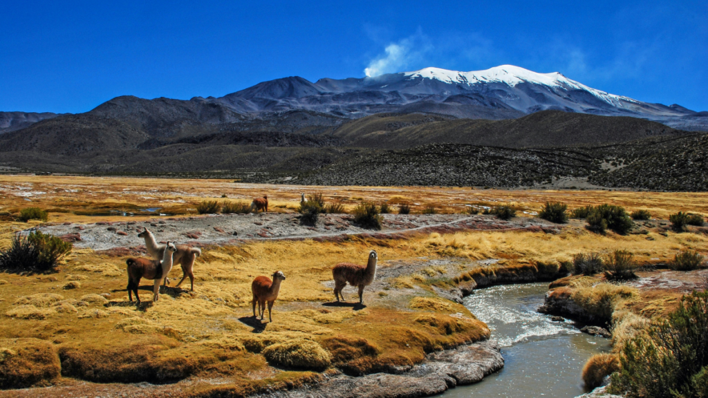 Paisaje del altiplano con llamas pastando en Bolivia.