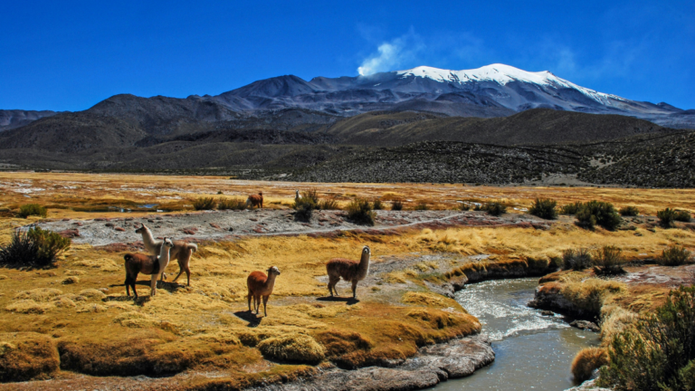 Paisaje del altiplano con llamas pastando en Bolivia.