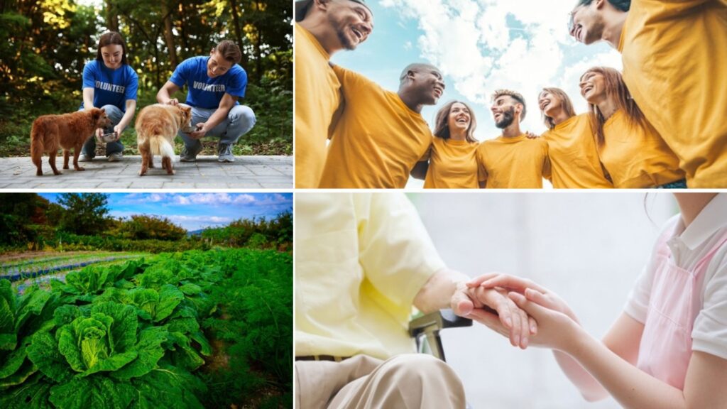 proyectos de voluntariado en corea del sur proyectos de voluntariado en corea del sur