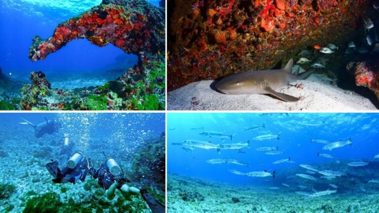 puntos de buceo en fernando de noronha