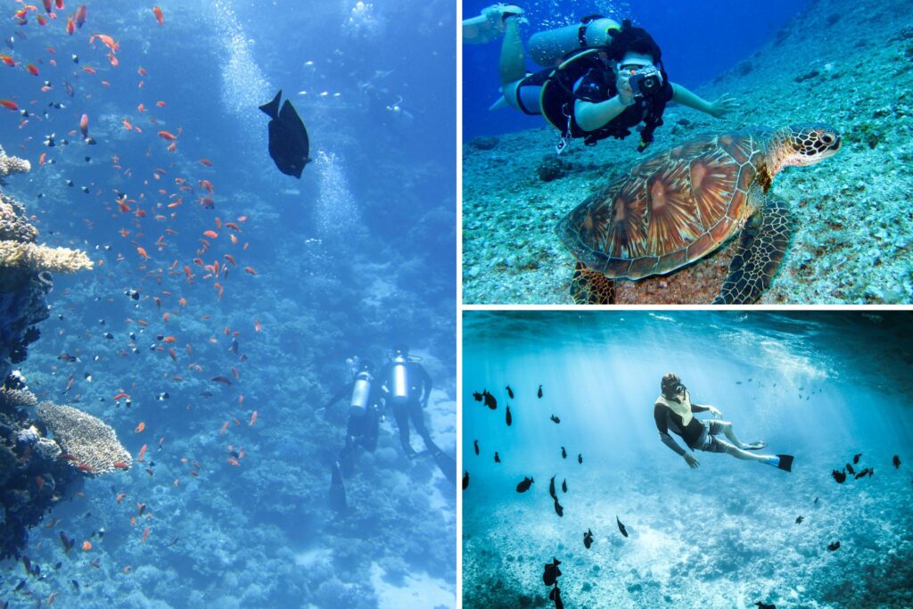 Personas realizando buceo en las aguas de Maceió junto a tortugas y peces.
